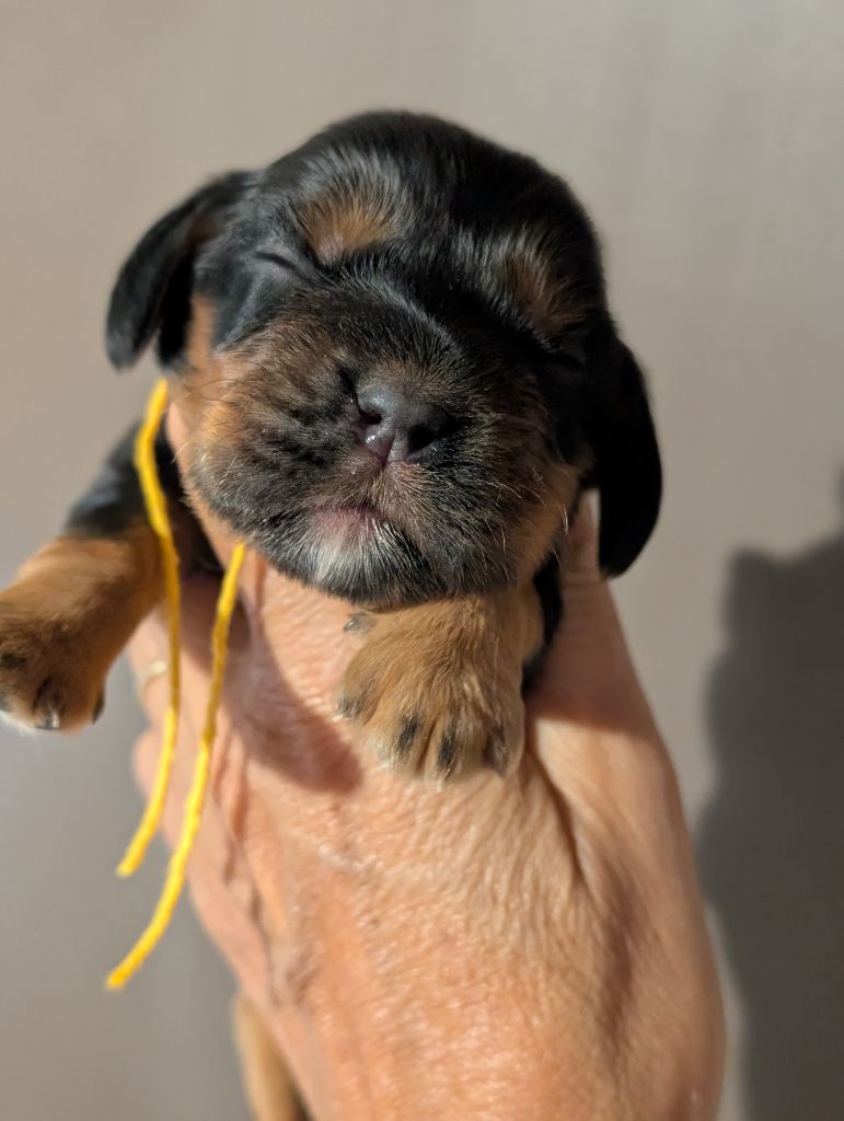 des Pitchoucas de Lacapelette - Chiots disponibles - Cocker Spaniel Anglais