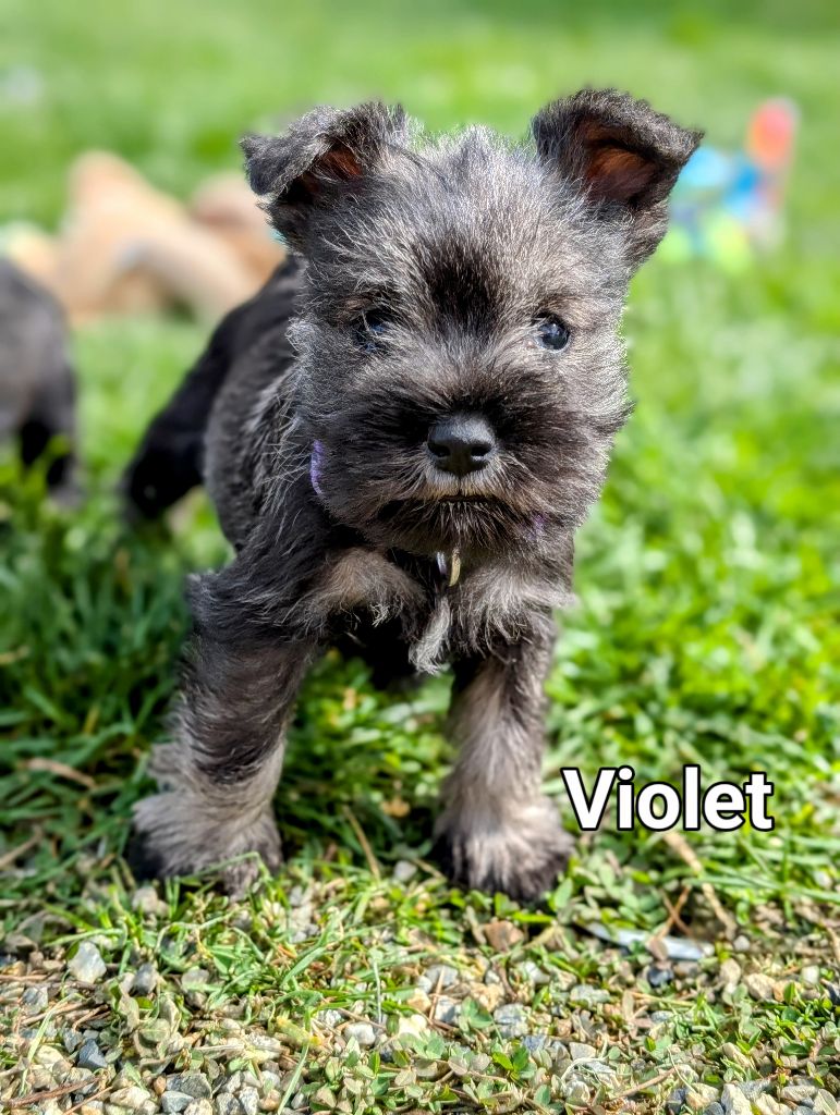 des Pitchoucas de Lacapelette - Chiots disponibles - Schnauzer miniature