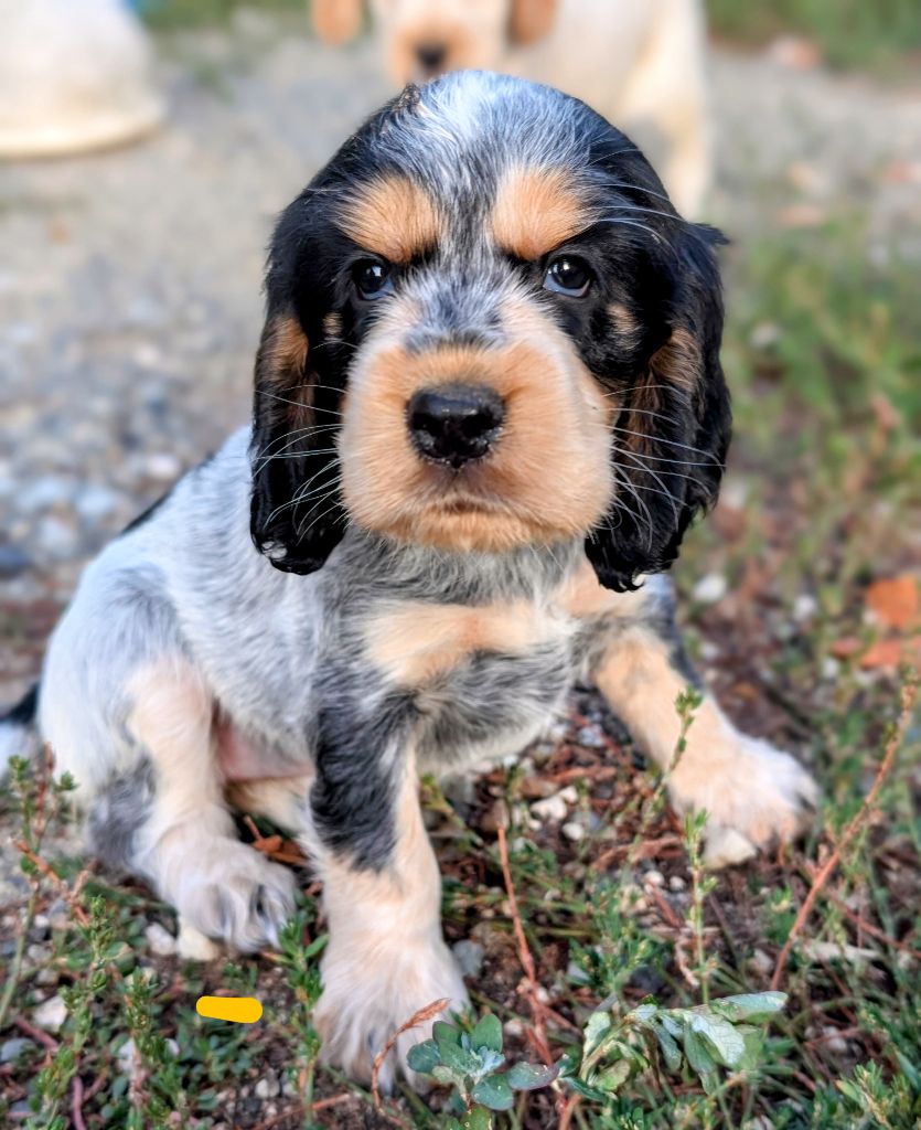 des Pitchoucas de Lacapelette - Chiots disponibles - Cocker Spaniel Anglais