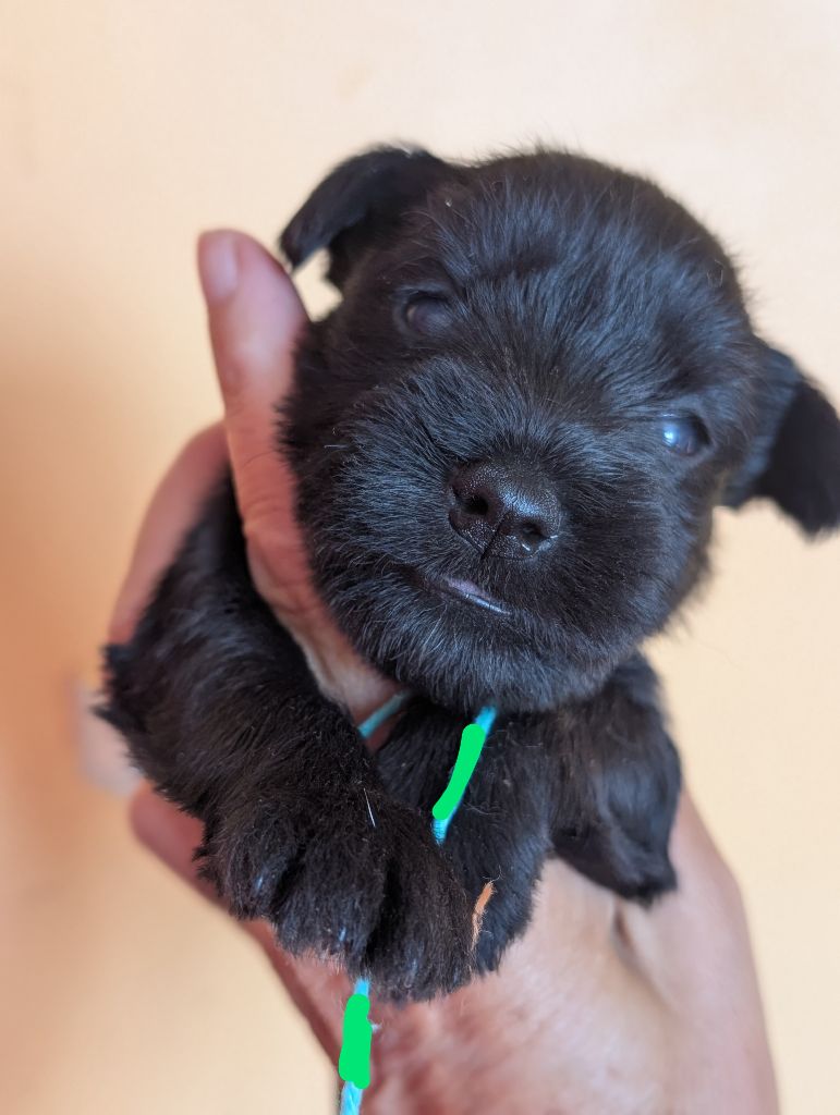 des Pitchoucas de Lacapelette - Chiots disponibles - Schnauzer miniature
