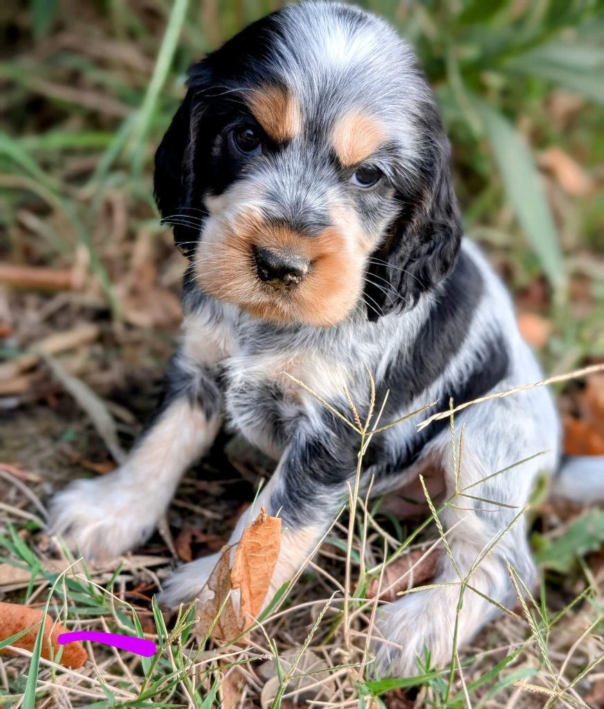 des Pitchoucas de Lacapelette - Chiots disponibles - Cocker Spaniel Anglais