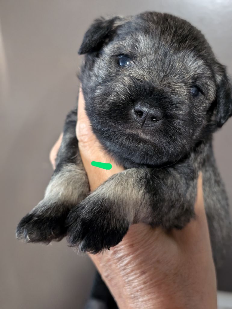 des Pitchoucas de Lacapelette - Chiots disponibles - Schnauzer miniature