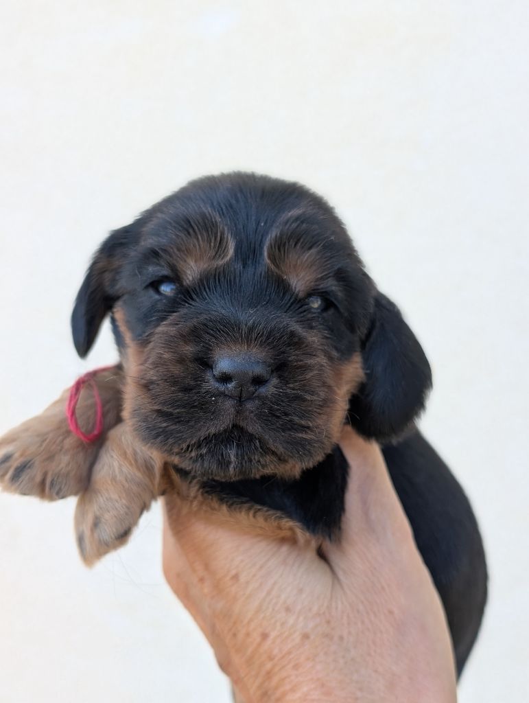 des Pitchoucas de Lacapelette - Chiots disponibles - Cocker Spaniel Anglais