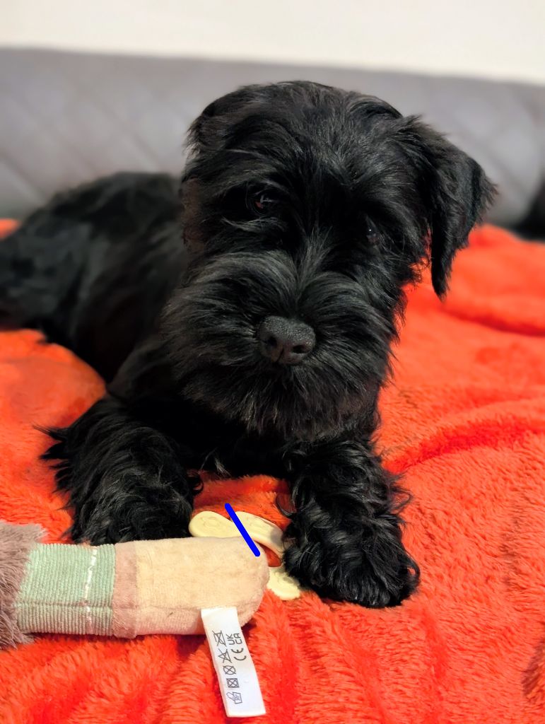 des Pitchoucas de Lacapelette - Chiots disponibles - Schnauzer miniature