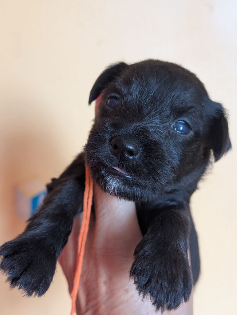 des Pitchoucas de Lacapelette - Chiots disponibles - Schnauzer miniature