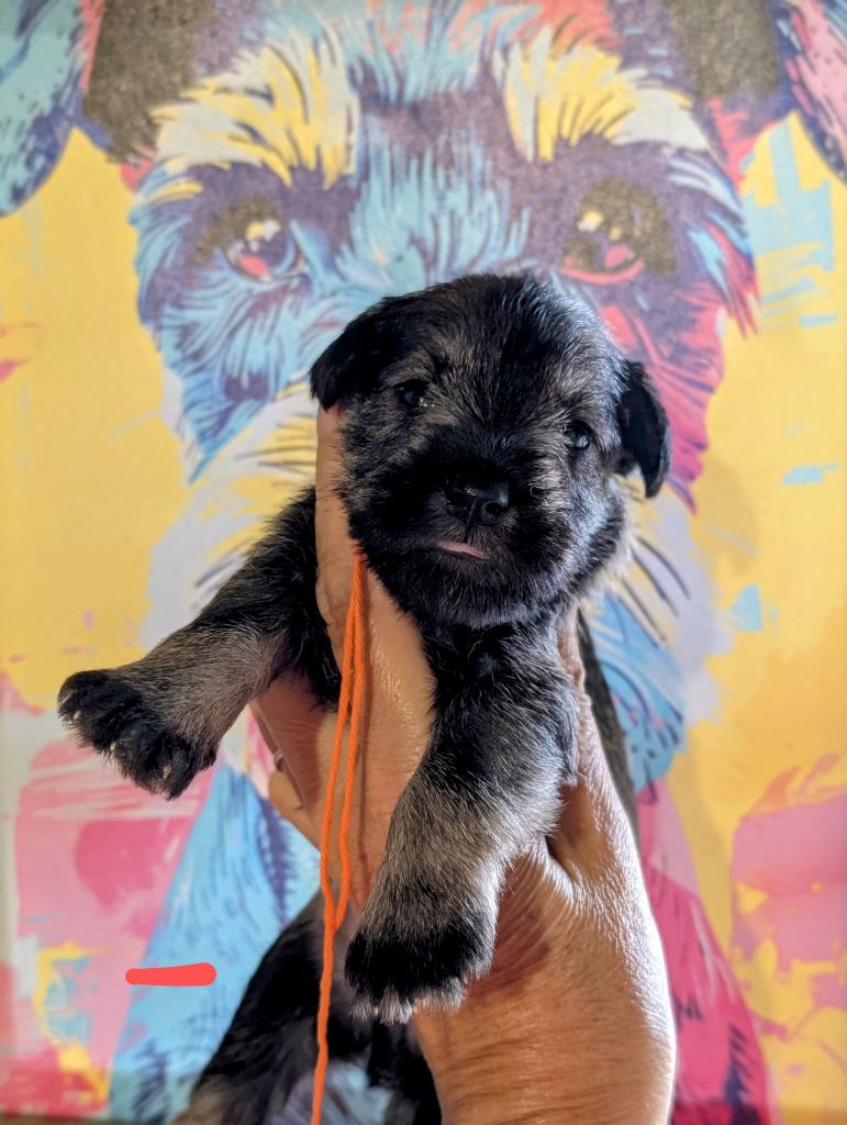 des Pitchoucas de Lacapelette - Chiots disponibles - Schnauzer miniature