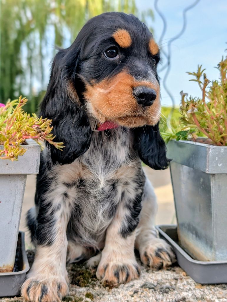 des Pitchoucas de Lacapelette - Chiots disponibles - Cocker Spaniel Anglais