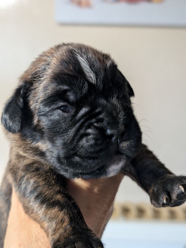 des Pitchoucas de Lacapelette - Chiots disponibles - Boxer