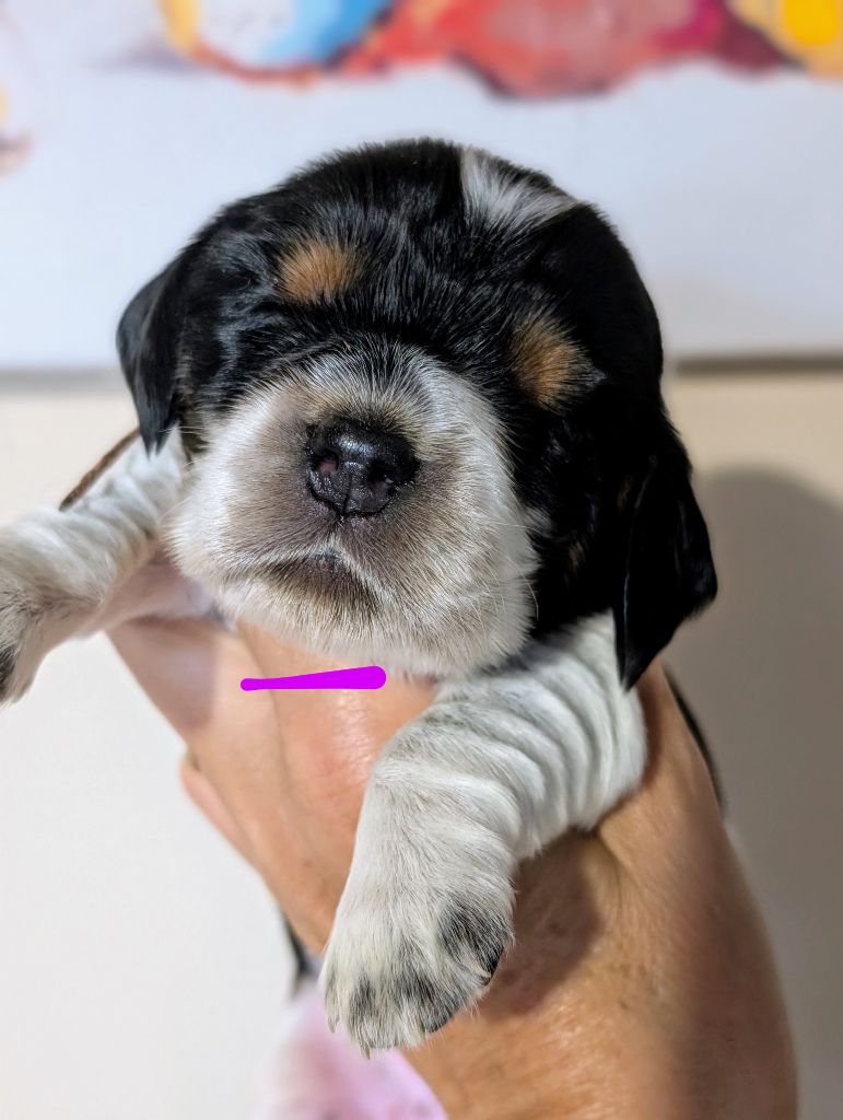 des Pitchoucas de Lacapelette - Chiots disponibles - Cocker Spaniel Anglais