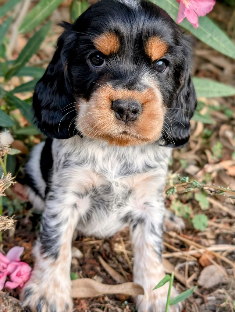des Pitchoucas de Lacapelette - Chiots disponibles - Cocker Spaniel Anglais