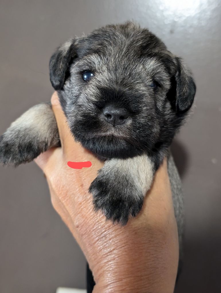 des Pitchoucas de Lacapelette - Chiots disponibles - Schnauzer miniature