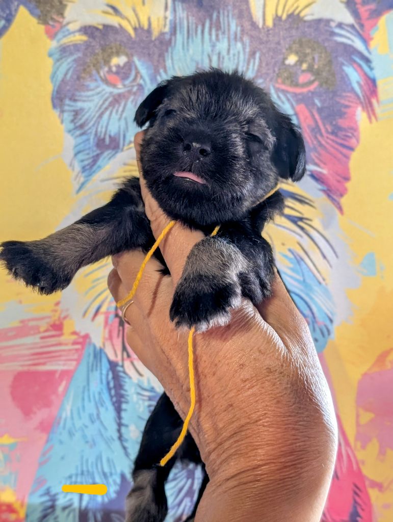 des Pitchoucas de Lacapelette - Chiots disponibles - Schnauzer miniature