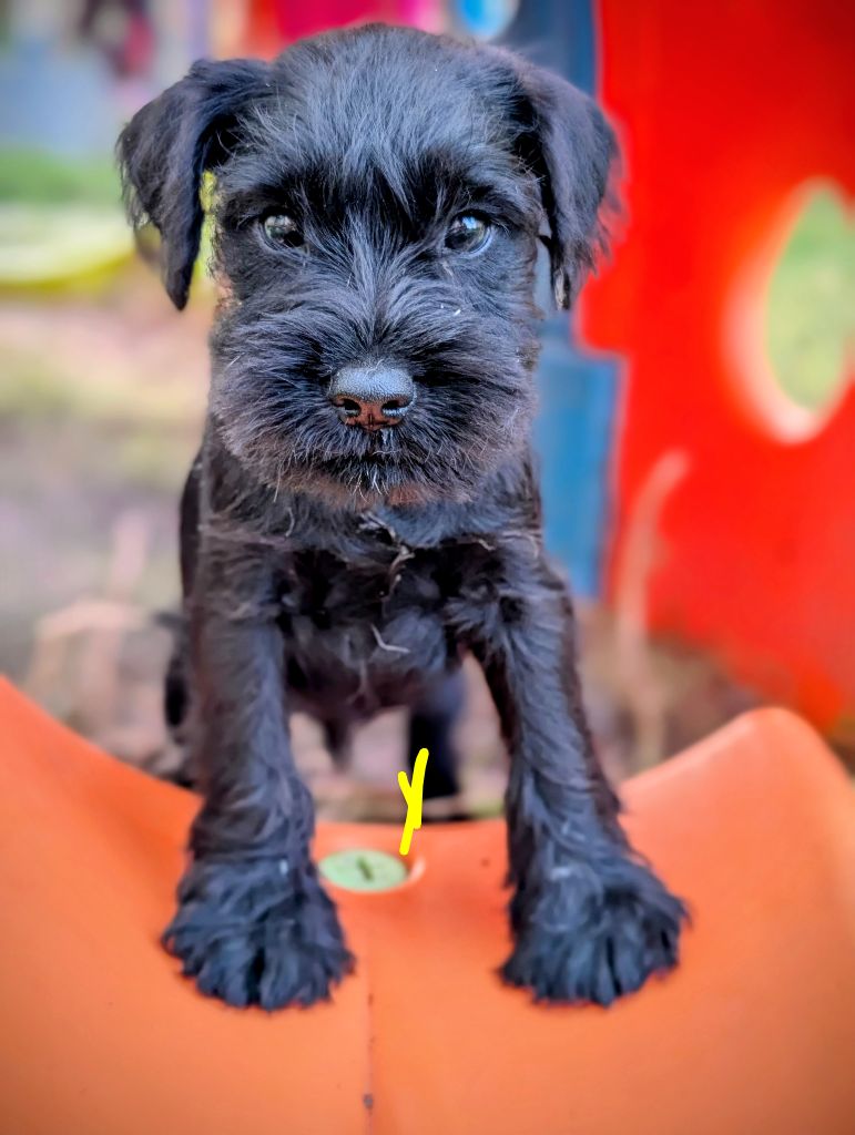 des Pitchoucas de Lacapelette - Chiots disponibles - Schnauzer miniature