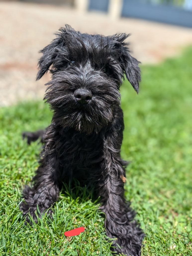 des Pitchoucas de Lacapelette - Chiots disponibles - Schnauzer miniature
