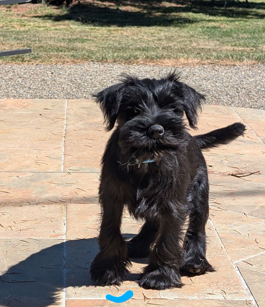 des Pitchoucas de Lacapelette - Chiots disponibles - Schnauzer miniature