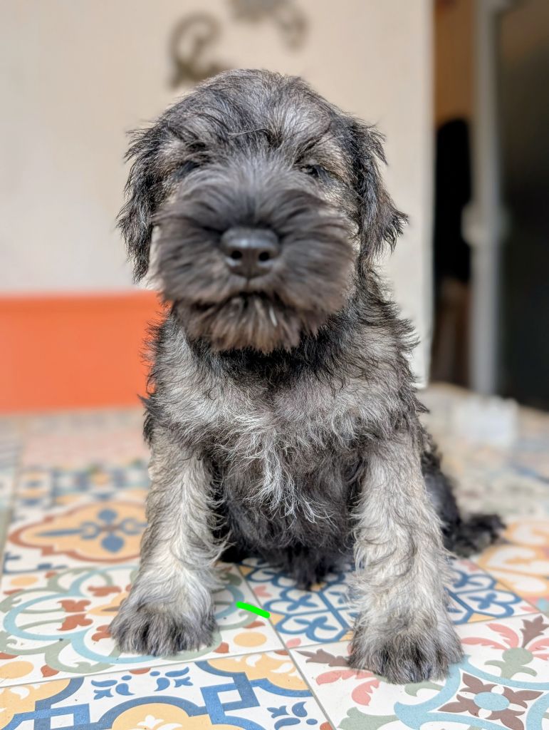 des Pitchoucas de Lacapelette - Chiots disponibles - Schnauzer miniature