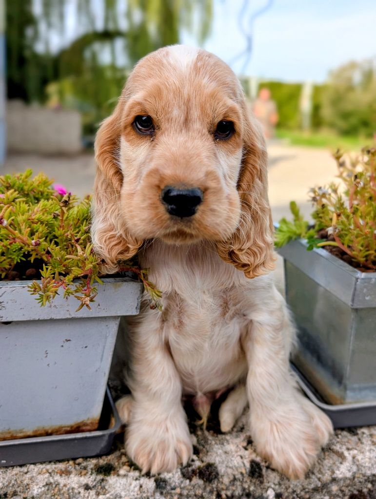 des Pitchoucas de Lacapelette - Chiots disponibles - Cocker Spaniel Anglais