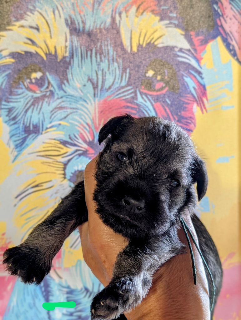 des Pitchoucas de Lacapelette - Chiots disponibles - Schnauzer miniature