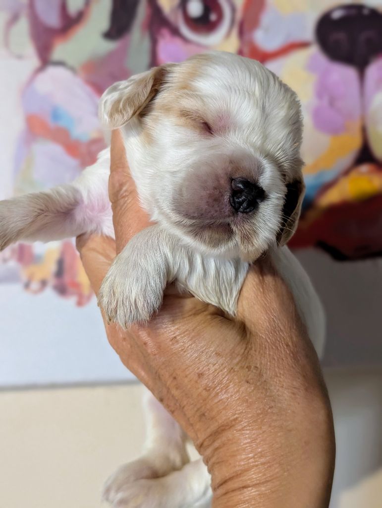 des Pitchoucas de Lacapelette - Chiots disponibles - Cocker Spaniel Anglais