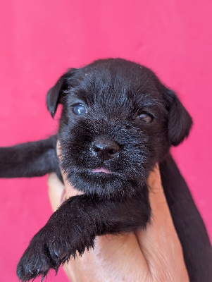 CHIOT roxy