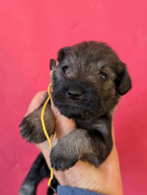 CHIOT 2 collier jaune