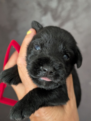 Chiot N°2