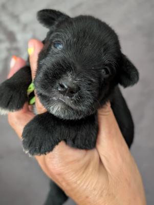 Chiot N°1