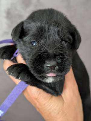 Chiot N°5