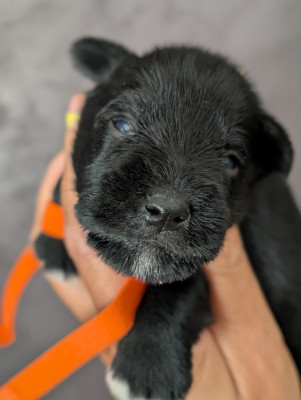 Chiot N°6