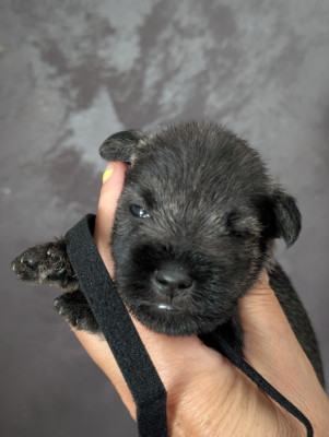 Chiot N°3 collier noir
