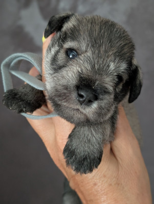 Chiot N°2 collier gris