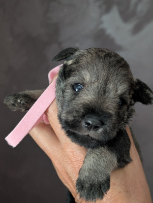 Chiot N°3 collier rose