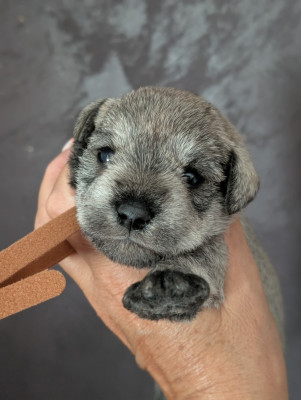 Chiot N°5 collier marron