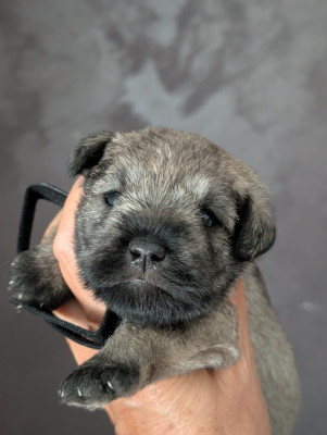 Chiot N°6 collier violet