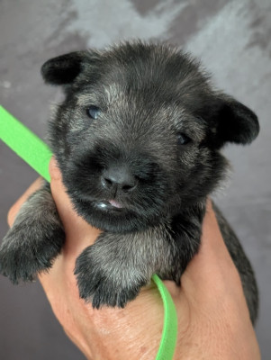 Chiot N°1 collier vert