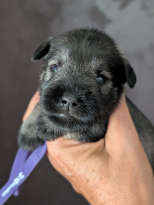Chiot N°4 collier violet