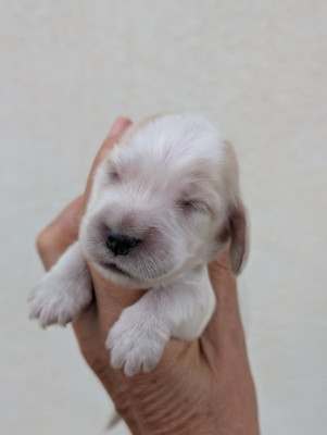 Chiot N°3