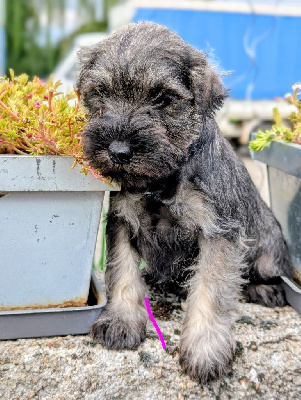 CHIOT 7  collier marron