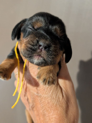 CHIOT 5 collier jaune 