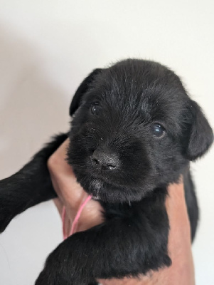 CHIOT 6