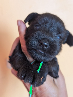 CHIOT 1 collier vert