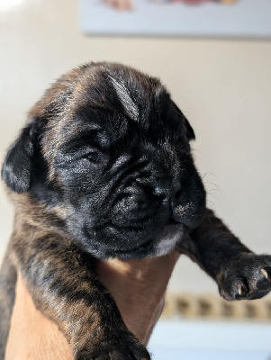 CHIOT 1