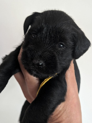 CHIOT 5 collier jaune 