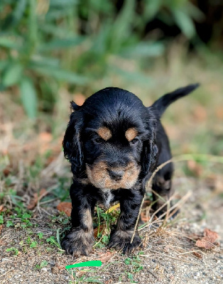 CHIOT 3 collier vert 