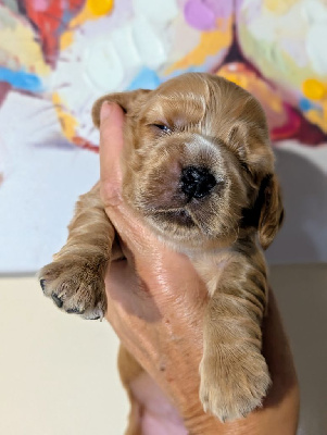 CHIOT 4