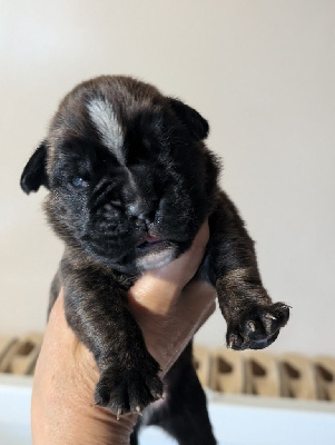 CHIOT 2