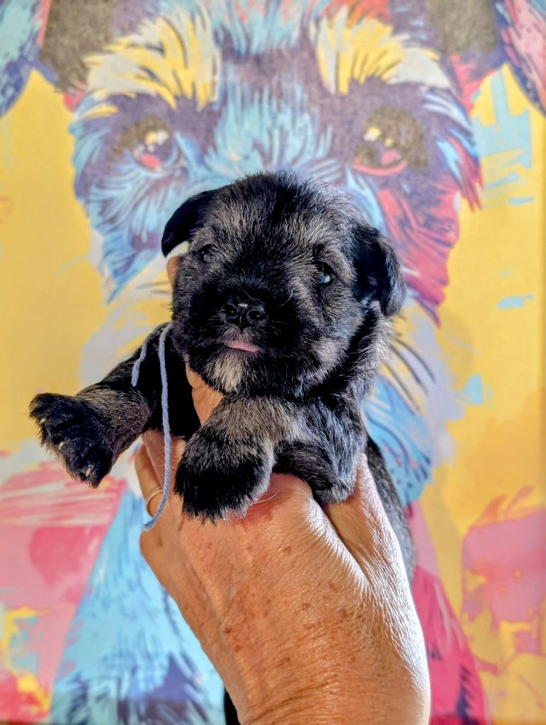 des Pitchoucas de Lacapelette - Chiots disponibles - Schnauzer miniature