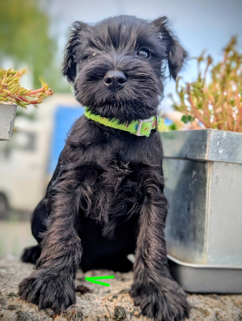 des Pitchoucas de Lacapelette - Chiots disponibles - Schnauzer miniature