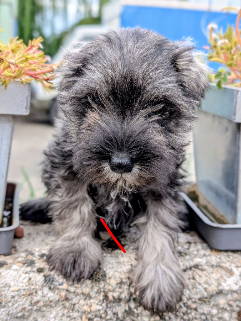 des Pitchoucas de Lacapelette - Chiots disponibles - Schnauzer miniature
