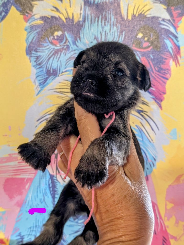 des Pitchoucas de Lacapelette - Chiots disponibles - Schnauzer miniature